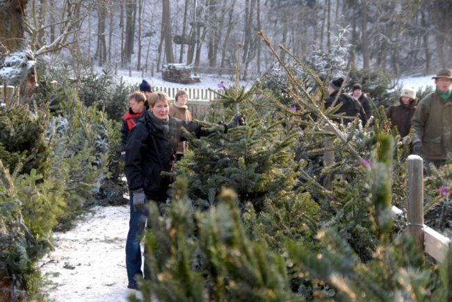 Weihnachtsbäume und -märkte wollen der Krise trotzen