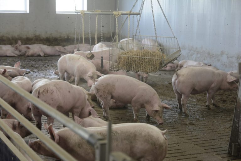 Tierwohl: Lippenbekenntnissen müssen Taten folgen