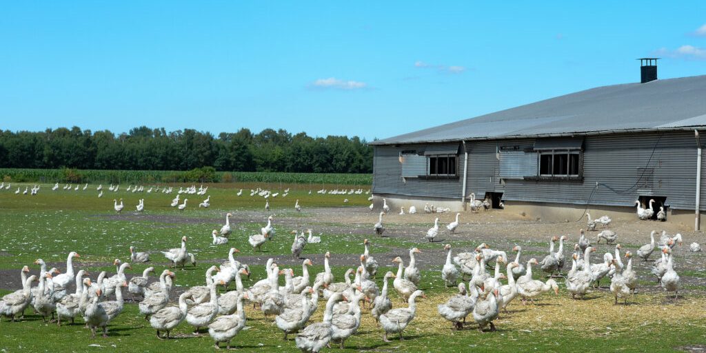 Gänse sind knapp und ihre Halter kämpfen ums Überleben