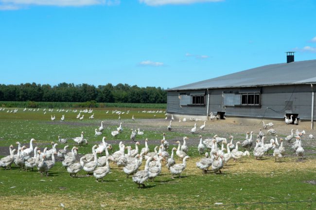 Gänse sind knapp und ihre Halter kämpfen ums Überleben