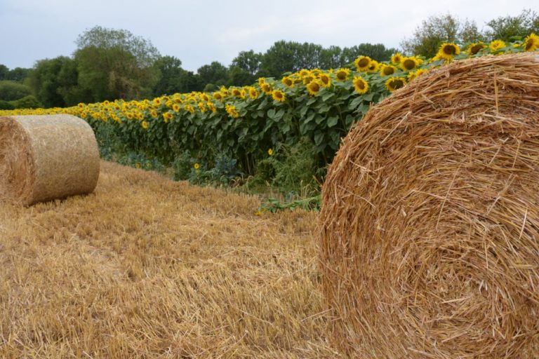 Was kommt bei der GAP ab 2023 auf die Landwirte zu?