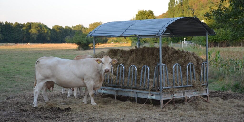 Beweidung fördert die Artenvielfalt