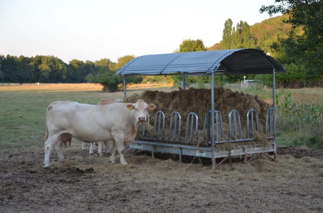 Beweidung fördert die Artenvielfalt