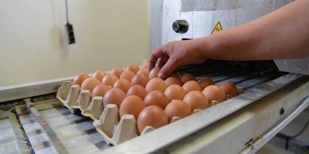 Eier: Hohe Nachfrage trifft auf knappes Angebot