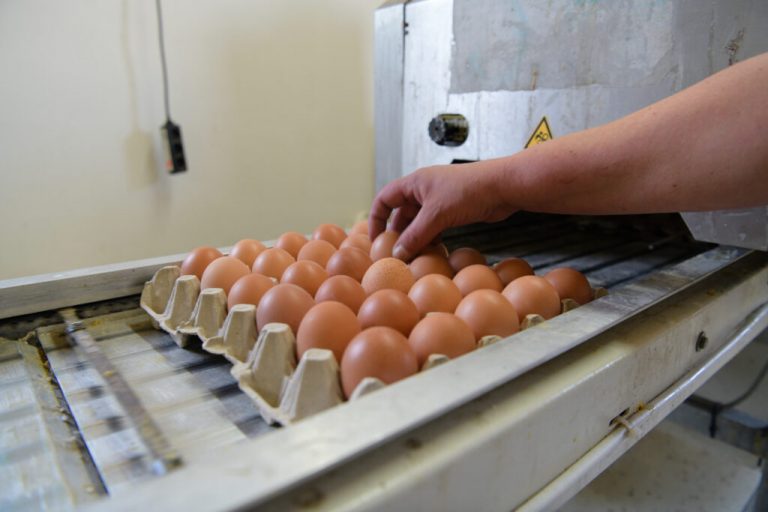 Eier: Hohe Nachfrage trifft auf knappes Angebot