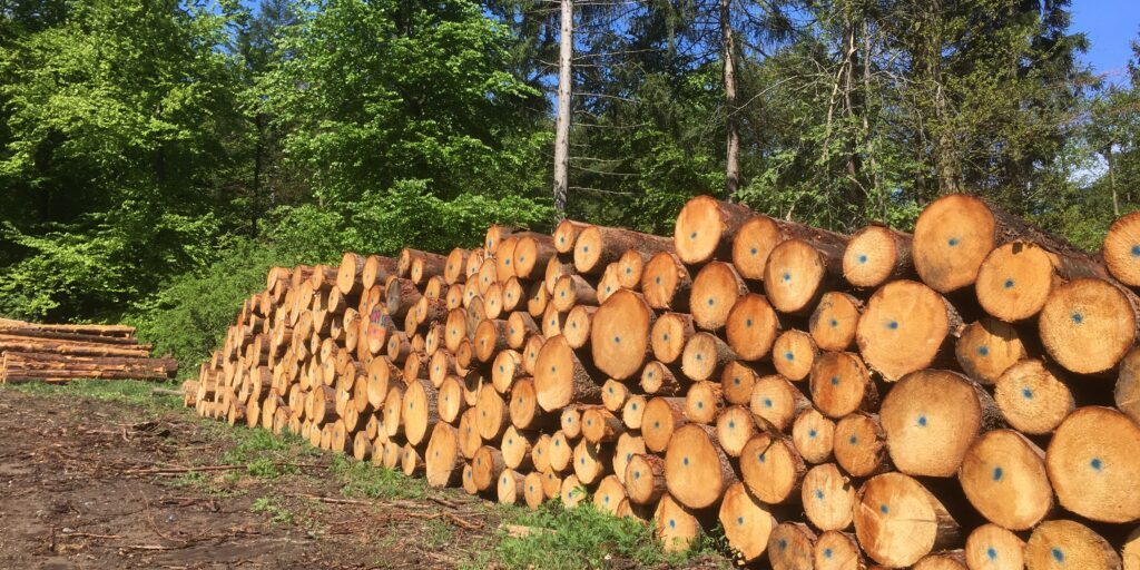 Holz ist ab 2030 keine nachhaltige Energiequelle mehr