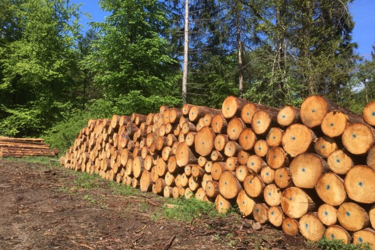 Holz ist ab 2030 keine nachhaltige Energiequelle mehr
