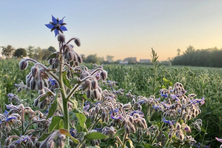 Mehr Blühflächen, weniger Chemie auf dem Acker