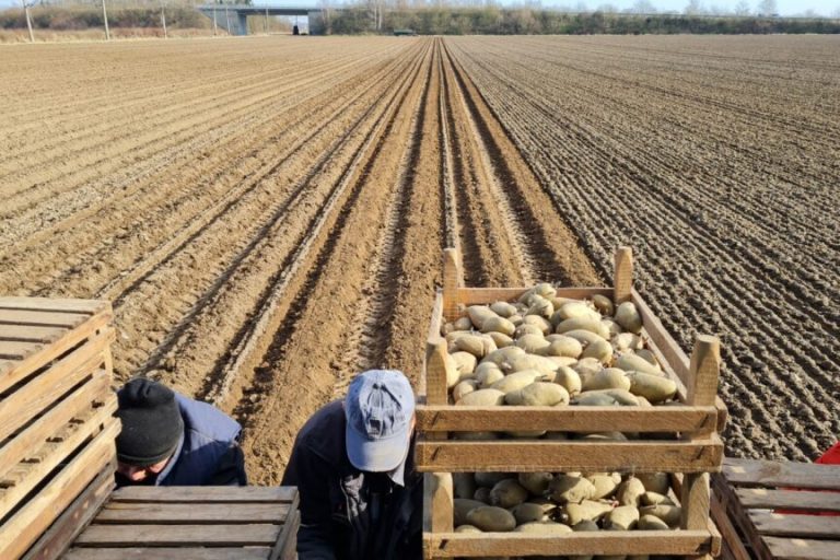 Die ersten Frühkartoffeln sind in der Erde