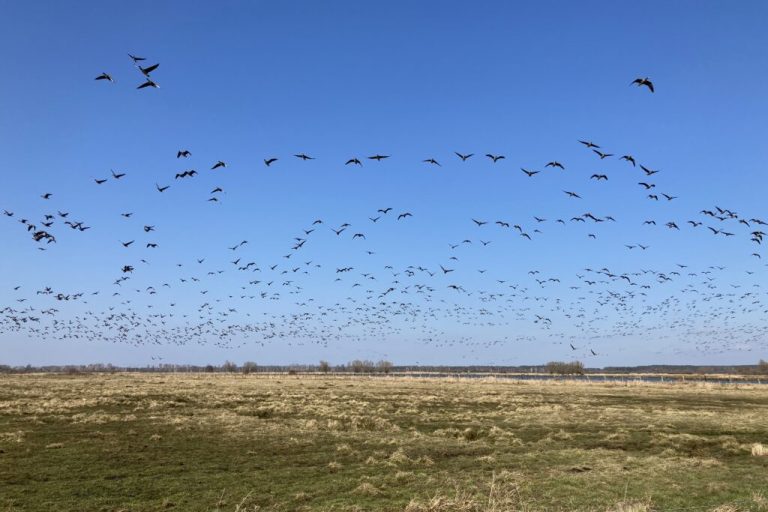 Gänsefraß-Problematik zeigt Parallelen zum Thema Wolf