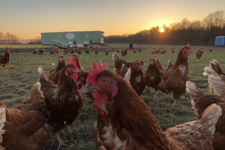 Haltung von Legehennen verlangt Fingerspitzengefühl