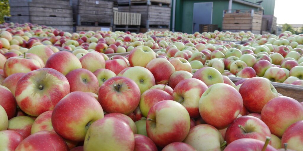 Obstbautage wollen Blick auf Regionalität richten