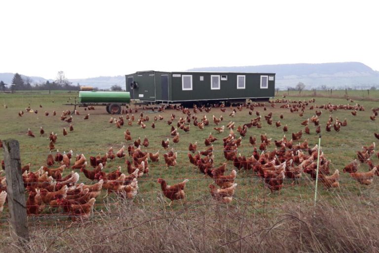 Bunte Eier aus Niedersachsen liegen zu Ostern im Nest