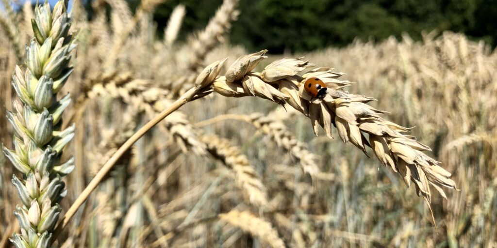 Welternährung: Ernte, Wetter, Preise und Politik