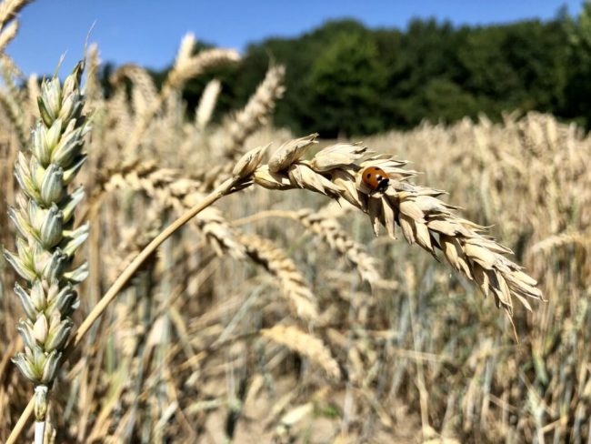 Welternährung: Ernte, Wetter, Preise und Politik