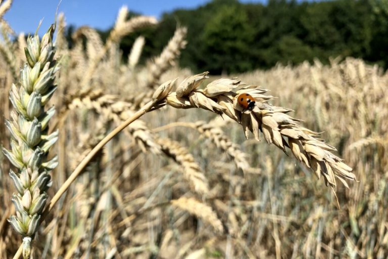 Welternährung: Ernte, Wetter, Preise und Politik