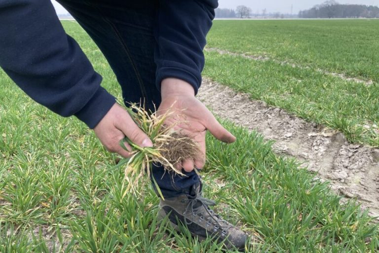 Wasser wird das entscheidende Maß für gute Ernten