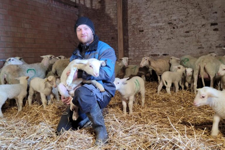 Mit Schafen und Lämmern die Landschaft pflegen