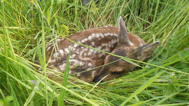 Mit Drohnen Rehkitze retten – Anträge jetzt stellen