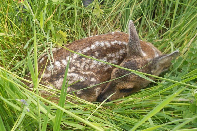 Mit Drohnen Rehkitze retten – Anträge jetzt stellen