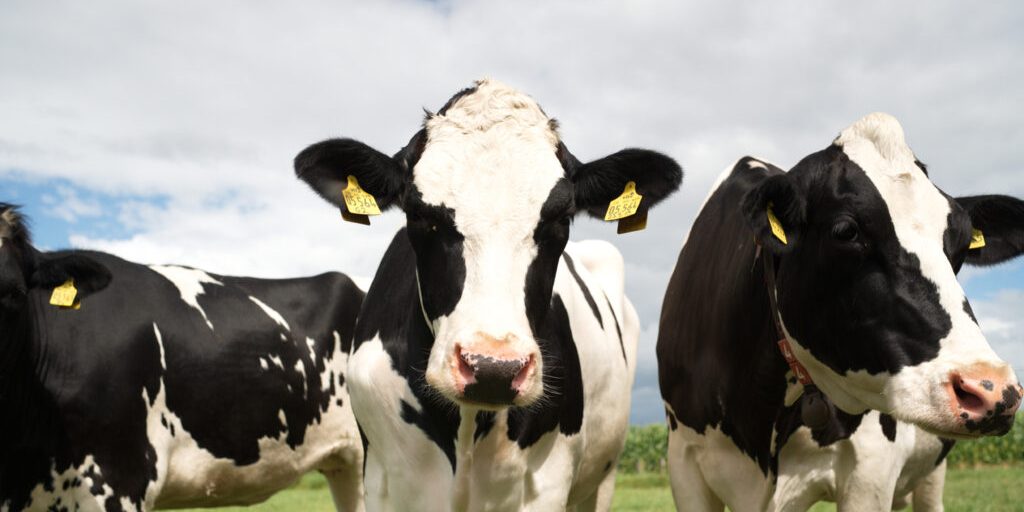 Milchkontrolle dient der Tiergesundheit