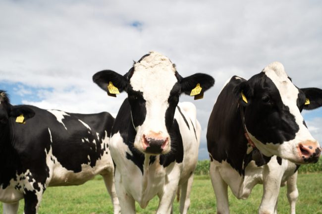 Milchkontrolle dient der Tiergesundheit