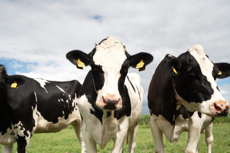 Milchkontrolle dient der Tiergesundheit