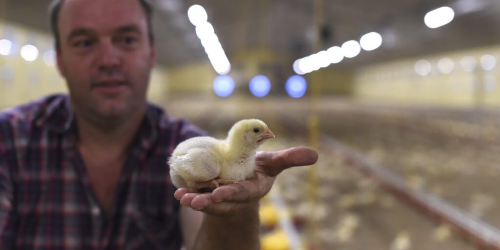 Neue AG Biosicherheit für Geflügel gegründet