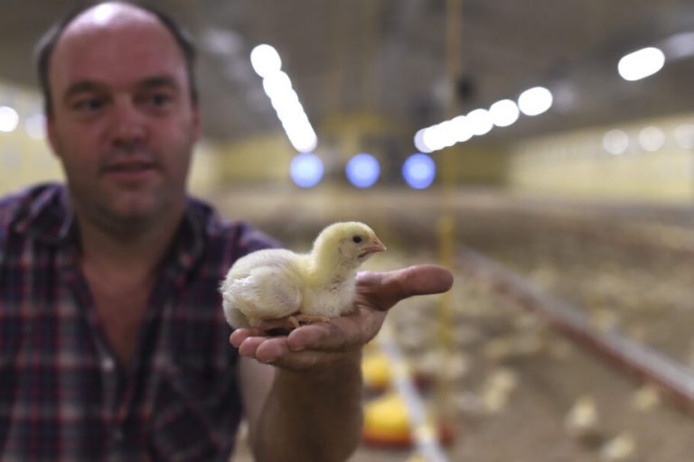 Neue AG Biosicherheit für Geflügel gegründet