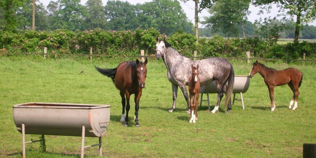Pferdezüchter trotzen allen Schwierigkeiten