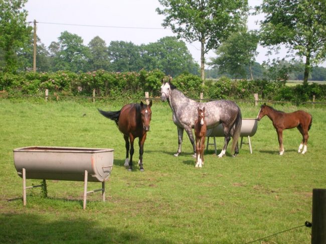Pferdezüchter trotzen allen Schwierigkeiten