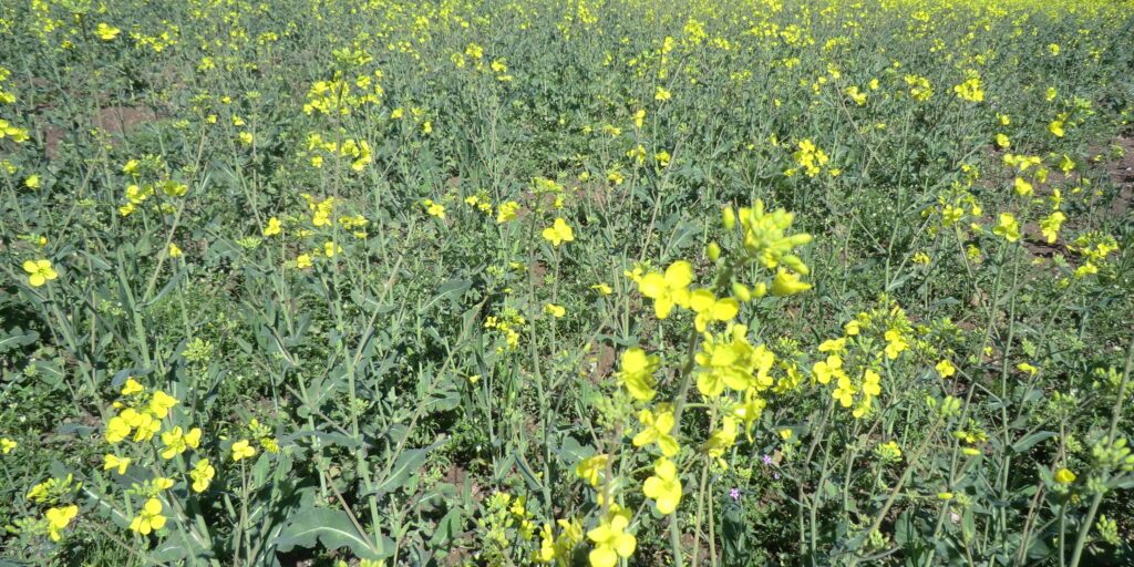 Rapsblüte gehört zum idyllischen Frühling dazu