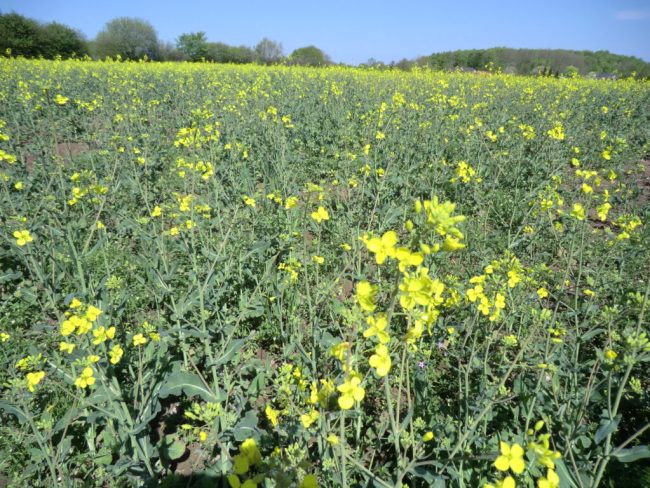Rapsblüte gehört zum idyllischen Frühling dazu