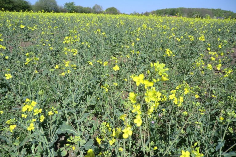 Rapsblüte gehört zum idyllischen Frühling dazu