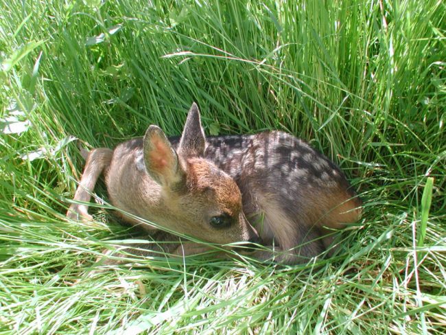 Ehrenamtliche retten Rehkitze im Morgengrauen