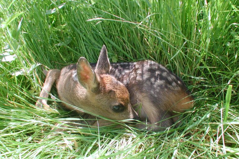 Ehrenamtliche retten Rehkitze im Morgengrauen