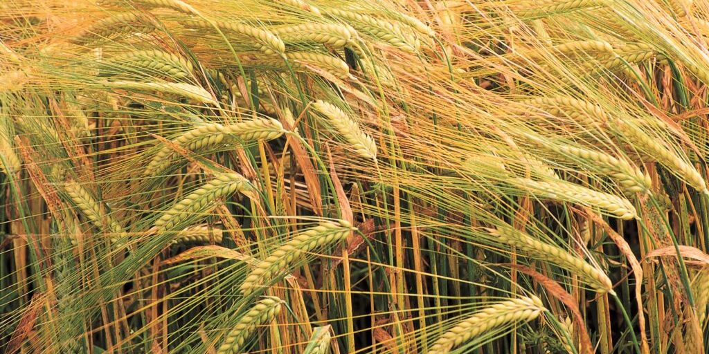 Niedersachsens Landwirte liefern fürs Bier die Gerste