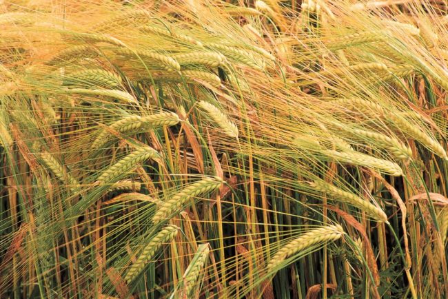 Niedersachsens Landwirte liefern fürs Bier die Gerste