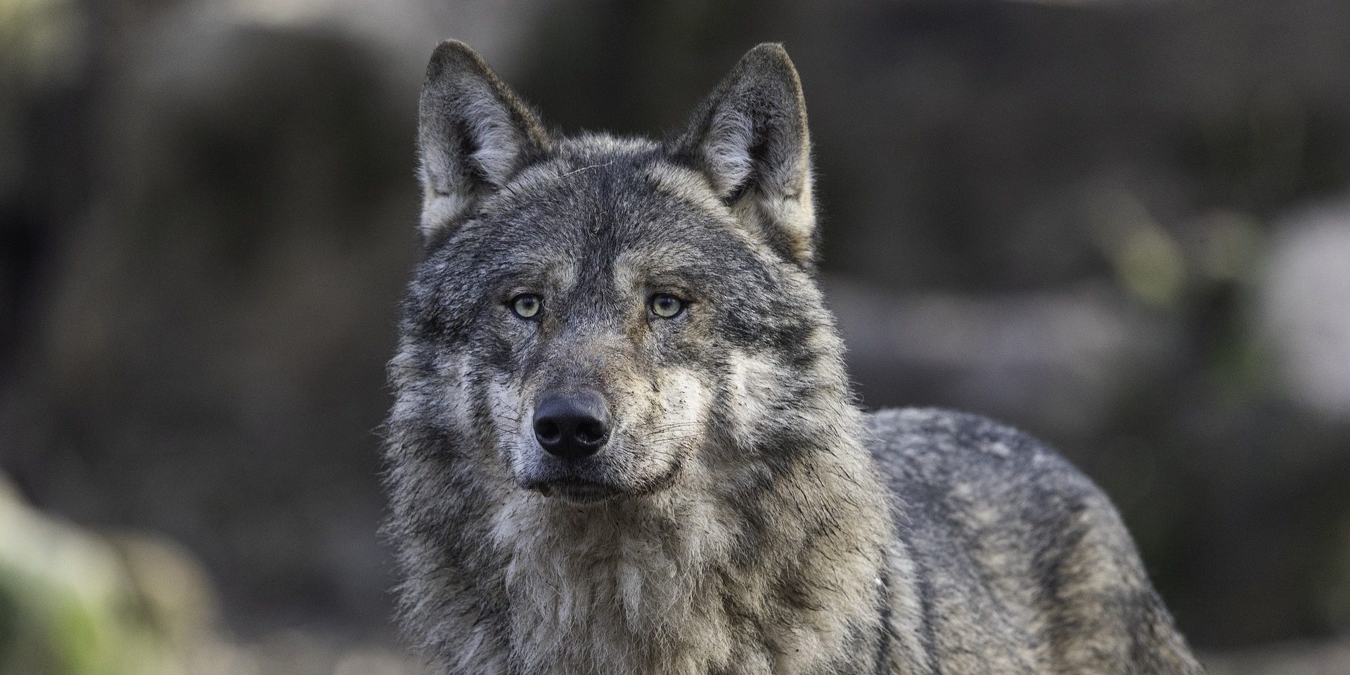 wolf-5360340_1920