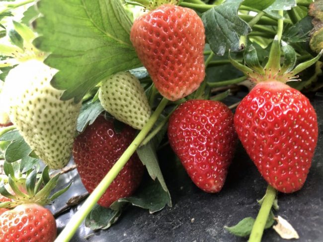 Erdbeeren: Süß und saftig startet die Saison