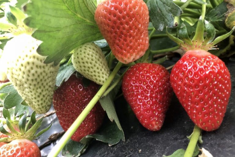 Erdbeeren: Süß und saftig startet die Saison