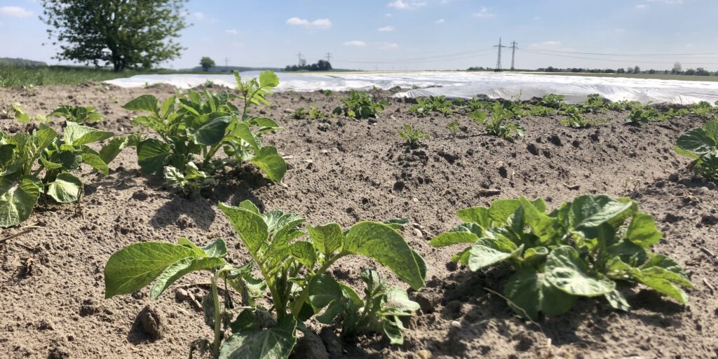 Hofläden bieten Frühkartoffeln zum Muttertag an