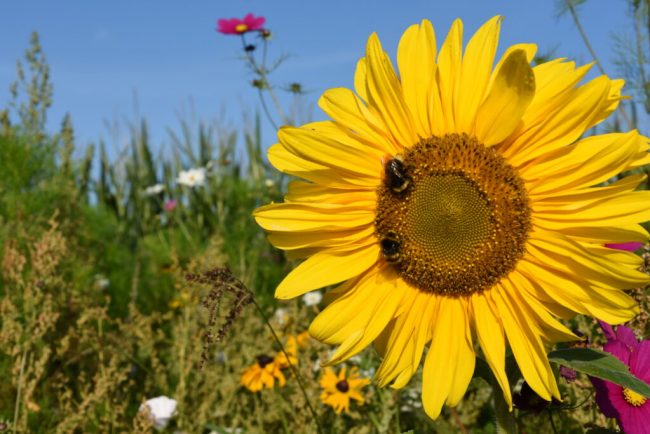 Bee happy: Landwirte feiern mit ,Beeweek‘ die Biene