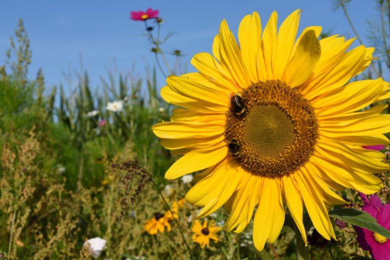 Bee happy: Landwirte feiern mit ,Beeweek‘ die Biene