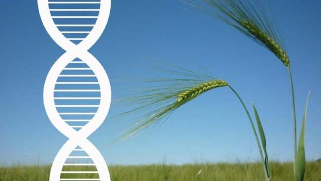 Landvolk spricht sich für neue Züchtungsmethoden aus