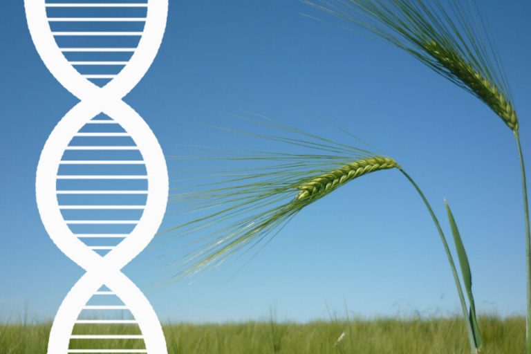 Landvolk spricht sich für neue Züchtungsmethoden aus