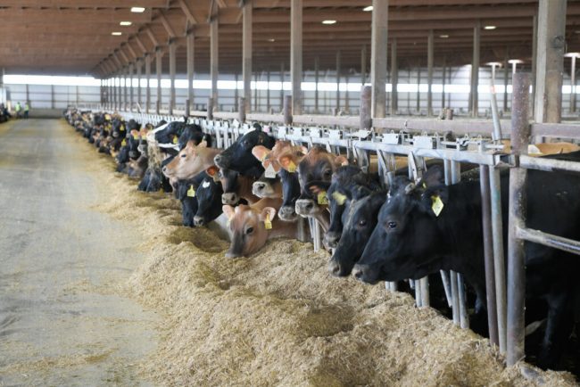 Landvolk: Bauernhöfe sind keine Industriebetriebe