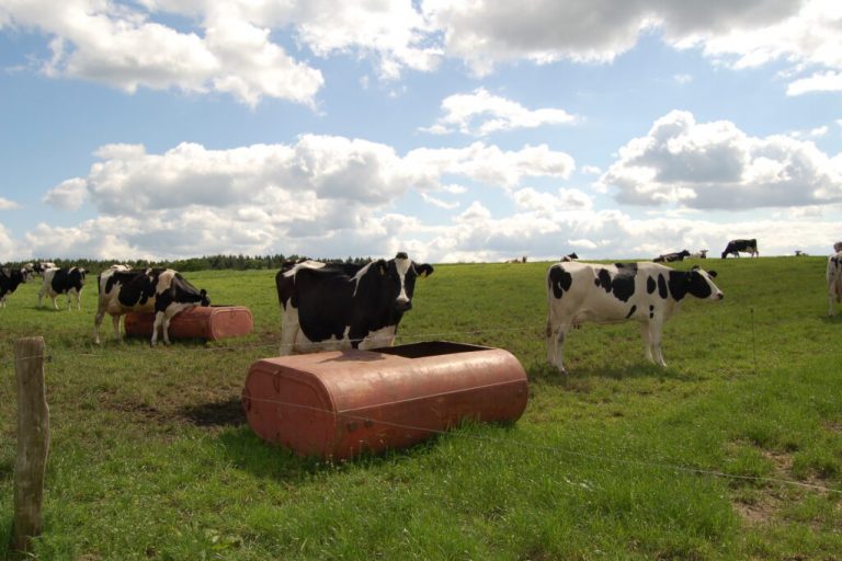 Tag der Milch wird im Fußballstadion gefeiert