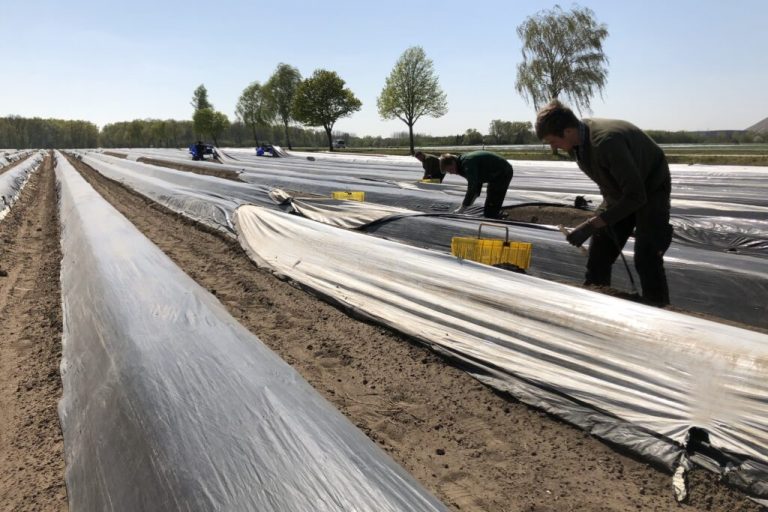 Spargel: „Petrus hat uns die Saison gerettet“