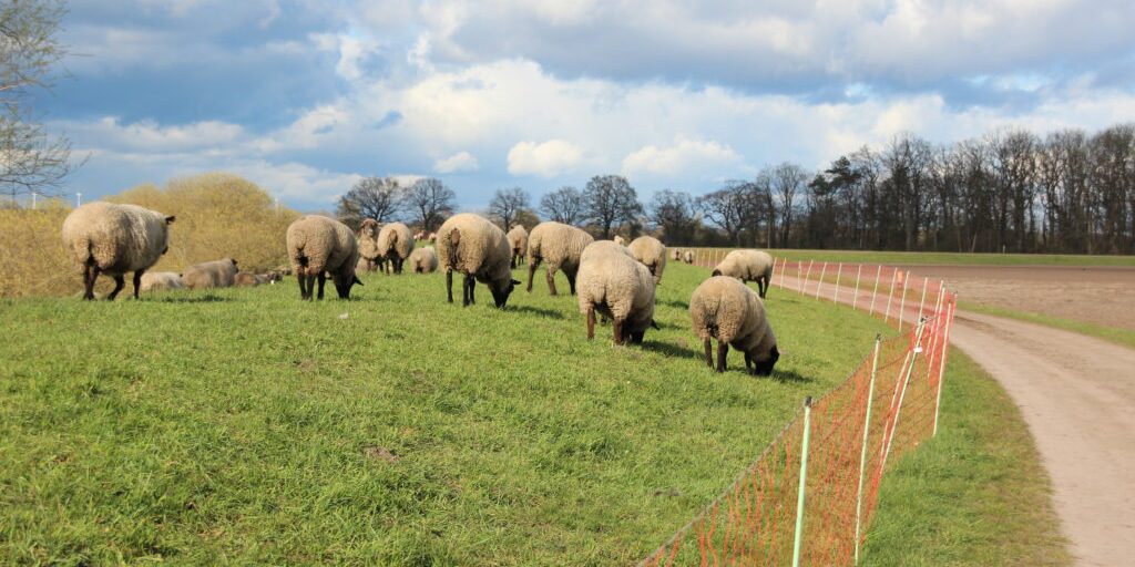 Kein Geld, kein Zaun, kein Schaf – dafür Wölfe